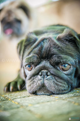 FOTOGRAFIA CANE CARLINO NERO AL MATRIMONIO