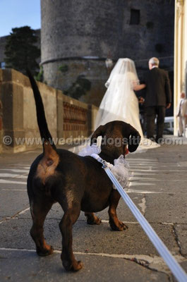 MATRIMONIO WEDDING DOG SITTER BRACCIANO