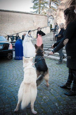 SPOSA CON IL CANE A FROSINONE WEDDING DOGSITTER