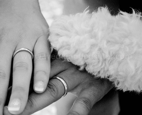 SPOSI CON IL CANE A VENEZIA
