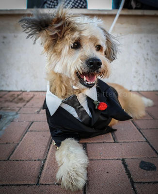 MATRIMONIO WEDDING DOG SITTER CANE CON FRAK CASALI TEA