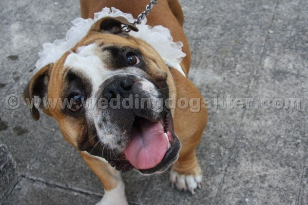 MATRIMONIO WEDDING DOG SITTER ROMA