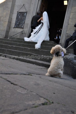 MATRIMONIO WEDDING DOG SITTER VITERBO