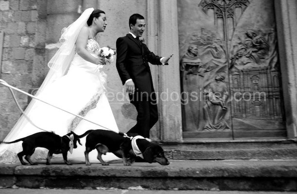 SPOSI WEDDING DOGS SITTER VITERBO MATRIMONIO A I DUE CIGNI