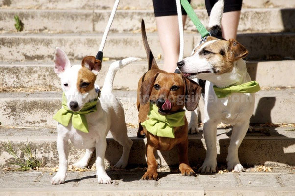 MATRIMONIO WEDDING DOG SITTER MATERA I LUOGHI DI PITTI