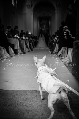 CANE PAGGETTO FEDI IN CHIESA