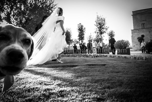 FOTO DAL PUNTO DI VISTA DEL CANE AL MATRIMONIO