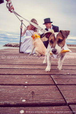 CANI AL MATRIMONIO WEDDING DOG SITTER