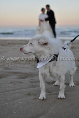 MATRIMONIO WEDDING DOG SITTER PESCARA