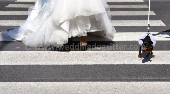 MATRIMONIO WEDDING DOG SITTER FANO PESARO URBINO