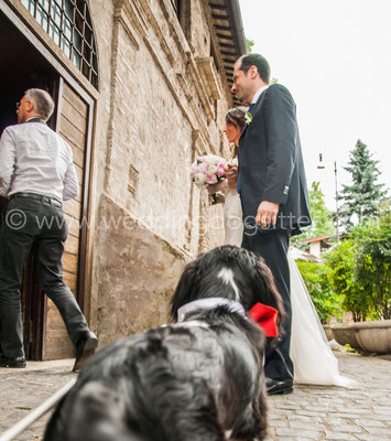 DOGSITTERVARESE MATRIMONI