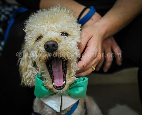 MATRIMONIO WEDDING DOGS SITTER NAPOLI SPOSI CON IL CANE