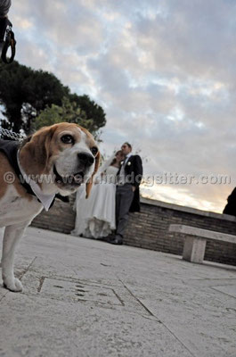 MATRIMONIO WEDDING DOG SITTER ROMA