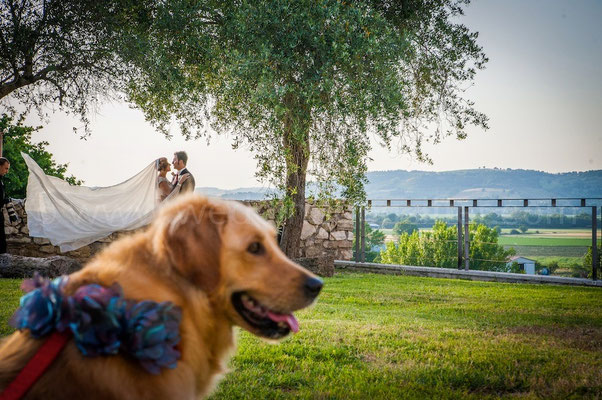 GOLDEN RETRIEVER PARTECIPA AL MATRIMONIO DEI SUOI PADRONCINI