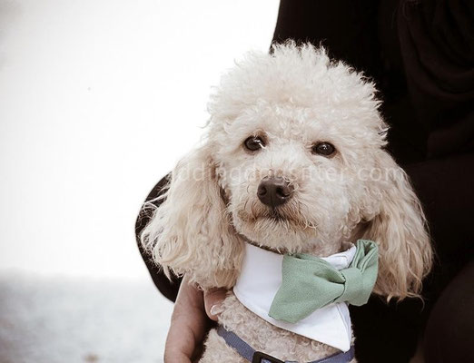 MATRIMONIO WEDDING DOGS SITTER CASERTA