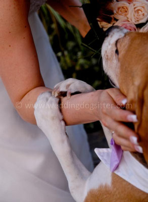 MATRIMONIO WEDDING DOG SITTER ROMA CASTELLI ROMANI TENUTA CUSMANO