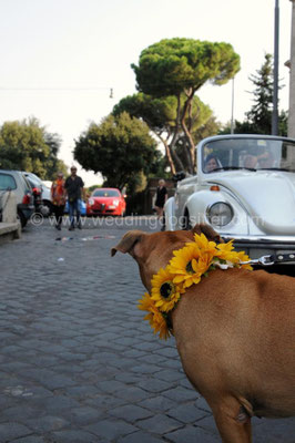 PITBULL VA AL MATRIMONIO DEI PADRONI A ROMA