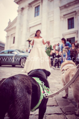 SPOSA CON I CANI AL MATRIMONIO