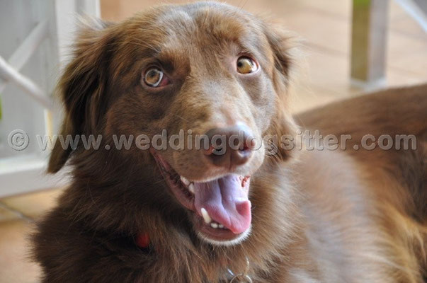 MATRIMONIO WEDDING DOG SITTER ROMA