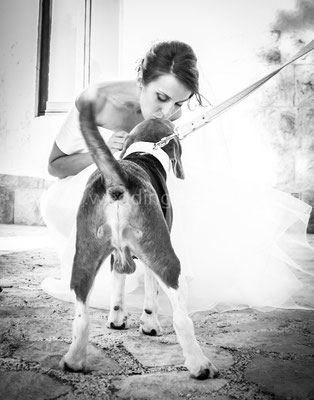 BEAGLE ALMATRIMONIO CON LA SPOSA