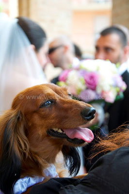 MATRIMONIO WEDDING DOG SITTER PERUGIA