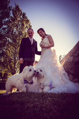 CANI MALTESI AL MATRIMONIO
