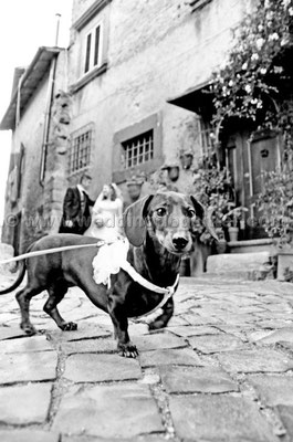 MATRIMONIO WEDDING DOG SITTER BRACCIANO