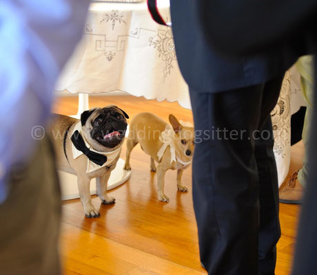 MATRIMONIO CON CARLINO WEDDING DOG SITTER PESCARA CASTELLO DI SEPTE