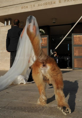MATRIMONIO WEDDING DOGSITTER ROMA CASALI TEA