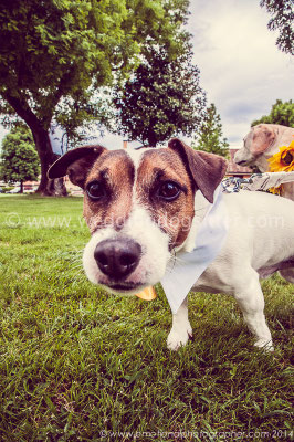 JACK RUSSEL ATTENDING WEDDING