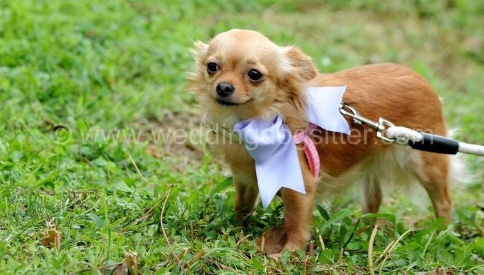 CHIHUAHUA AL MATRIMONIO CON ACCESSORIO ELEGANTE VESTITINO CERIMONIA ABBAZIA DI FARFA