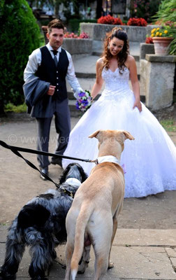 MATRIMONIO CON CANI WEDDING DOG SITTER ROMA Villa Fiorita