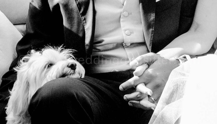 SPOSINI A VENEZIA CON IL CANE