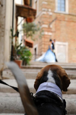 CANE GUARDA GLI SPOSI