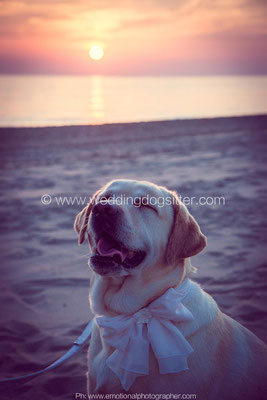 LABRADOR AL MATRIMONIO WEDDING DOG SITTER