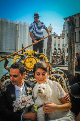 WEDDING DOG SITTER VENEZIA