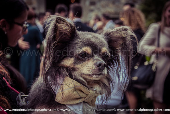 CHIWAWA CON PAPILLON PER MATRIMONIO SHABBY CHIC
