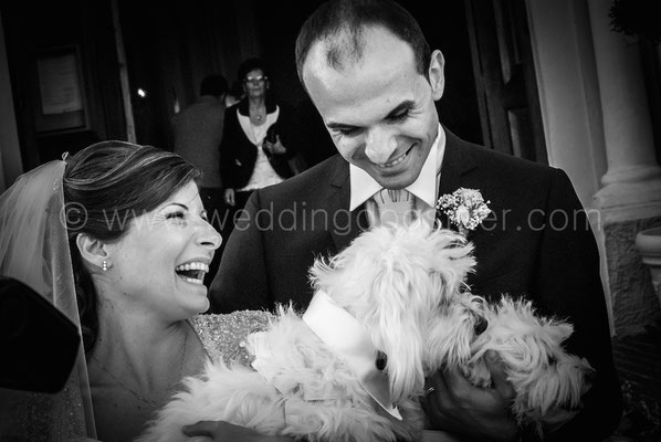 WEDDING DOG SITTER