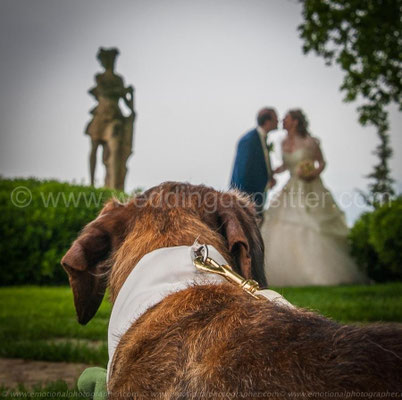 WEDDING DOGS TOSCANA VIAREGGIO DOG SITTER ANTICA FATTORIA DI PATERNO