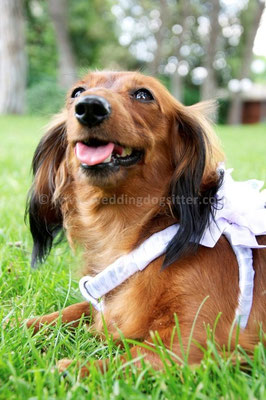 MATRIMONIO WEDDING DOG SITTER PERUGIA