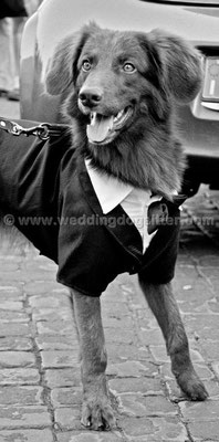 MATRIMONIO WEDDING DOG SITTER ROMA