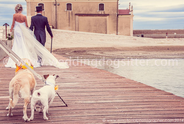 LABRADOR RETRIEVER AT WEDDING IN VENICE