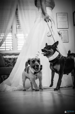 SPOSA CON JACK RUSSEL PAPILLON CRAVATTINO FARFALLINO