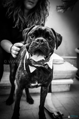 BOXER CON PAPILLON AL MATRIMONIO