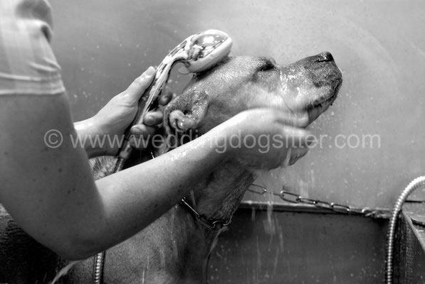 TOELETTATURA PER MATRIMONIO PITBULL ROMA