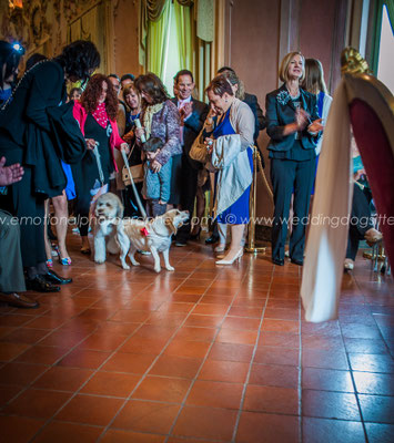 CANI PORTANO LE FEDI AL MATRIMONIO