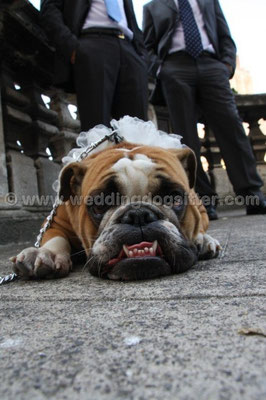 MATRIMONIO WEDDING DOG SITTER ROMA