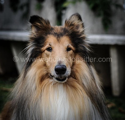 CANE AL MATRIMONIO WEDDING DOGSITTER ROMA CASTELLO ORSINI NEROLA