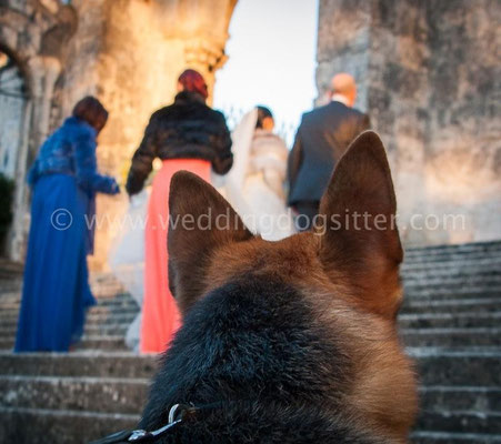 PASTORE TEDESCO AL MATRIMONIO PAGGETTO WEDDING DOG FROSINONE