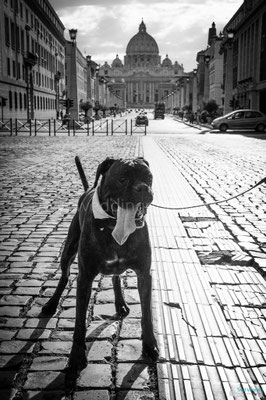 CANE AL MATRIMONIO A ROMA DOG SITTER